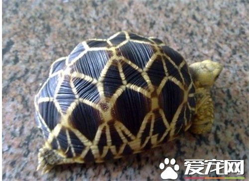 缅甸星龟价格 缅甸星龟被列为极度濒危动物