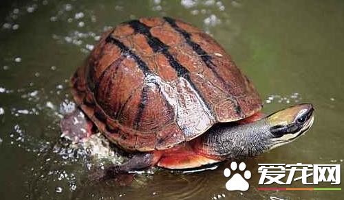 金钱龟和石金钱龟哪个贵 金钱龟会比石金钱龟贵