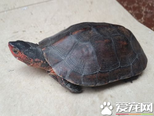 中华花龟和中华草龟有什么区别 看头部可以区分