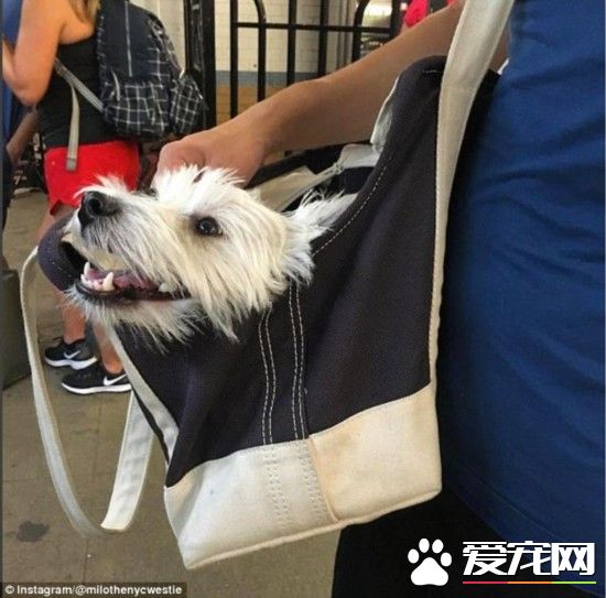 太有爱！美国纽约地铁上狗狗是被这样带上的！