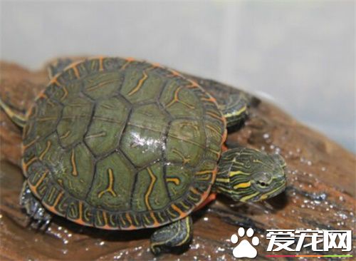 西部锦龟寿命 西部锦龟寿命15-20年左右