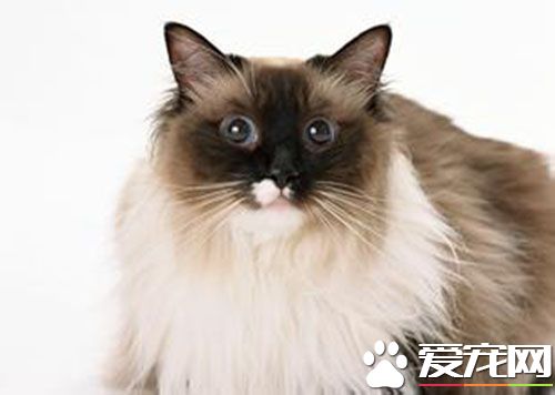 母猫发情的表现 母猫发情有什么特征