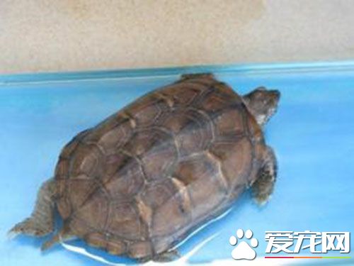 日本石龟颜色 日本石龟基本上都是棕色的