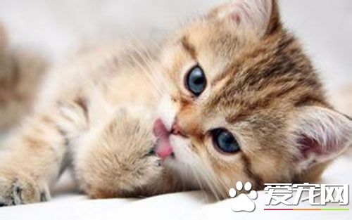 母猫发情有什么症状 母猫发情会叫吗