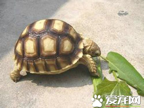 苏卡达象龟多少钱一只 10厘米以下的1厘米100元