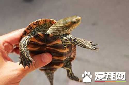 日本石龟价格 成体日本石龟价格则达千元左右