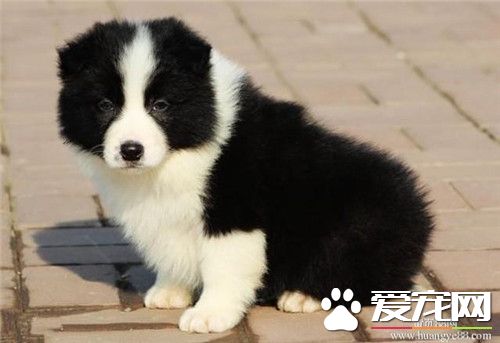 边境牧羊犬训练难度 训练相对来说也比较难