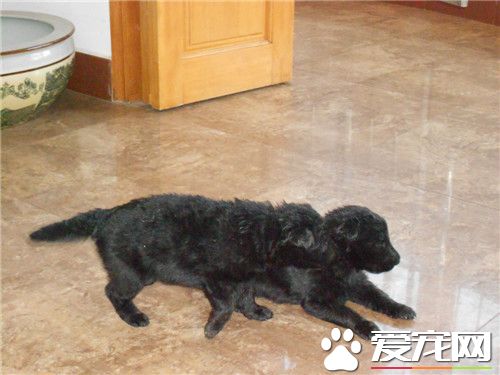 比利时牧羊犬多少钱一只 400到1200美元不等