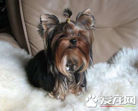 辨别约克夏纯种 约克夏是一种活泼的狗狗