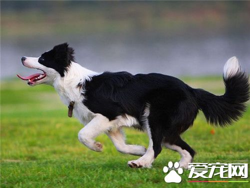 边境牧羊犬幼犬感冒 给狗吃点小儿感冒冲剂