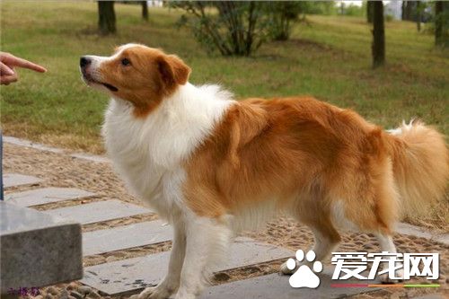 边境牧羊犬幼犬挑选 如何挑选边境牧羊犬幼犬