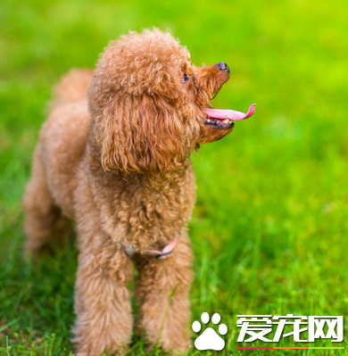 标准贵宾犬多少钱一只 贵宾犬的价格