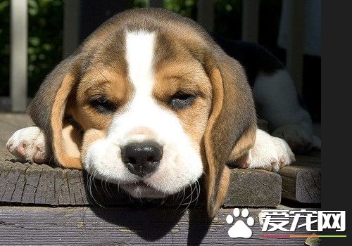 比格犬训练方法 训练应该从最简单的事情开始