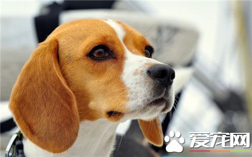 比格犬和那些狗长得像 阿图瓦犬跟比格犬像