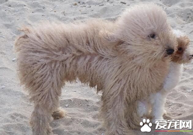 波利犬价格 波利犬价格大约为1000到30000元