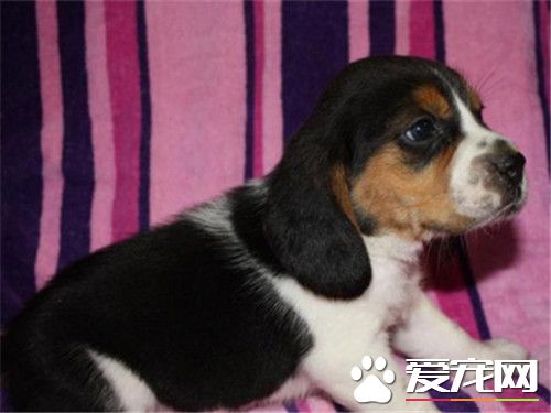 比格犬体味比其它狗狗重吗 很容易引起恶臭
