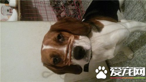 比格犬体味大吗 体味程度适中定期为狗刷牙