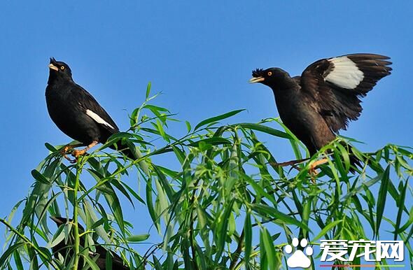 八哥好养吗 八哥什么时候开始养比较好