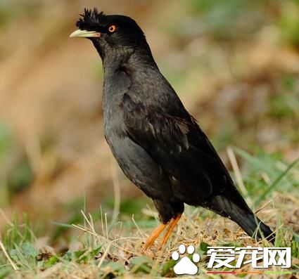 会说话的八哥多少钱一只 幼体几十到100左右