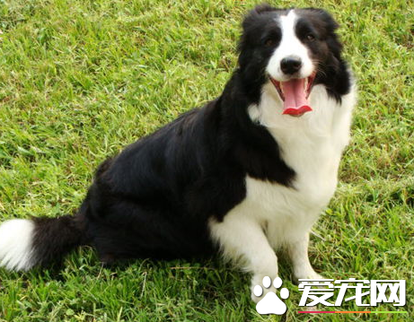 边牧跟澳洲牧羊犬区别 边牧和澳牧的区分