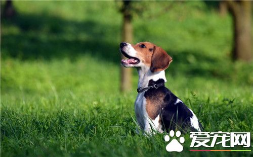 比格犬适合和孩子玩吗 正好适合有活跃的孩子