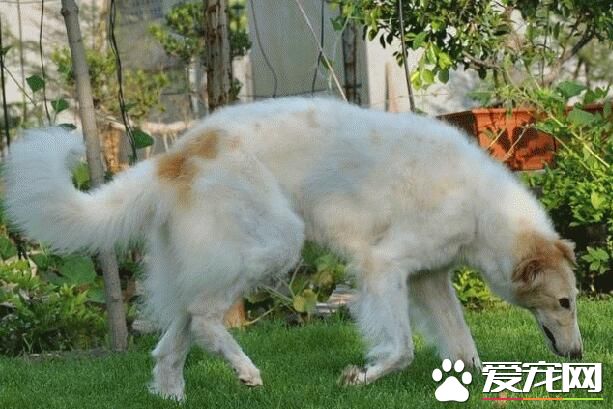 苏俄猎狼犬最贵多少钱 至少都在10000元以上