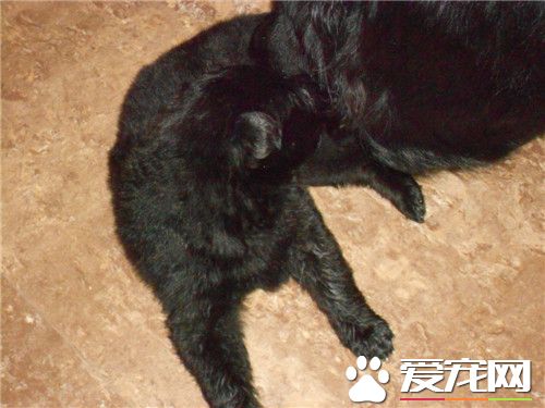 比利时牧羊犬多少钱一只 400到1200美元不等