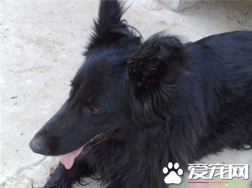 比利时牧羊犬会咬人吗 一般情况是不会咬人的