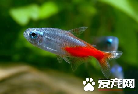 热带鱼红绿灯价格 一般价格在10元一对左右