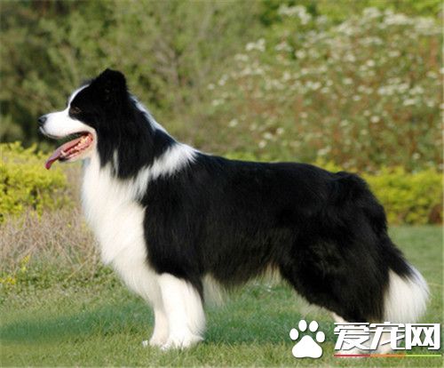 边境牧羊犬幼犬挑选 如何挑选边境牧羊犬幼犬