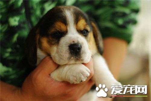 比格犬体型标准 比格犬标准身高30到40厘米
