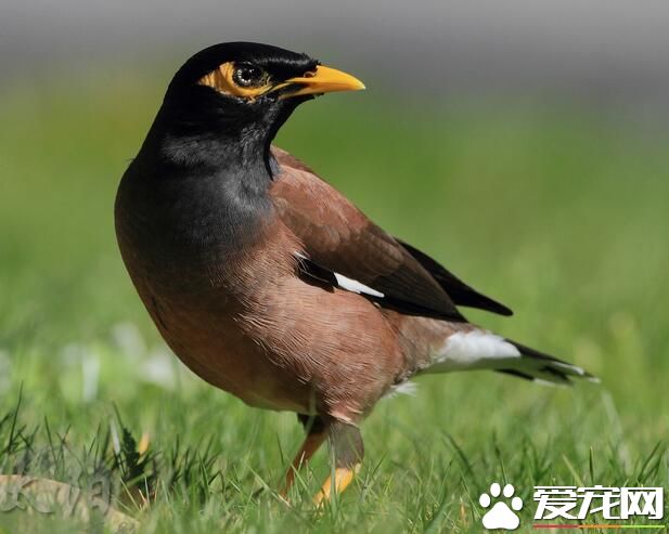 八哥会说话吗 八哥常常能模仿不同的声音