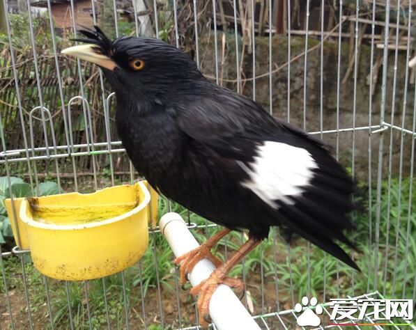 八哥多少钱一只 品种好的要500到1000不等