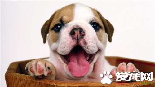 比格犬猎兔如何 兔子经常是猎捕的重要对象