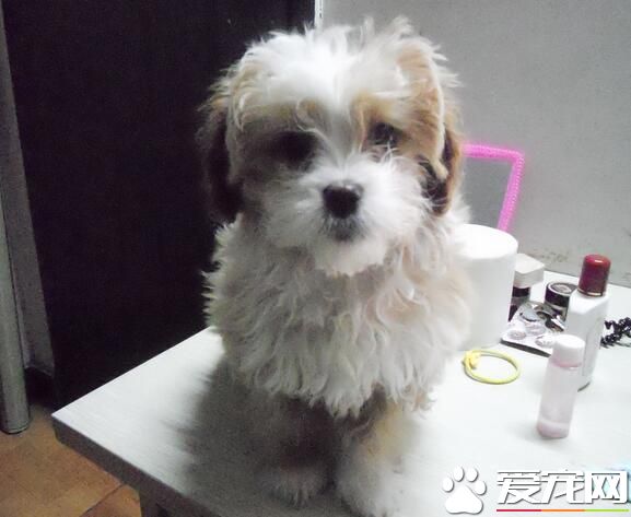 西施犬值钱 西施犬的售价都有着比较大的差别