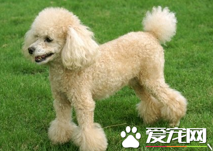 标准贵宾犬多少钱一只 贵宾犬的价格