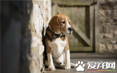 比格犬体味比其它狗狗重吗 很容易引起恶臭