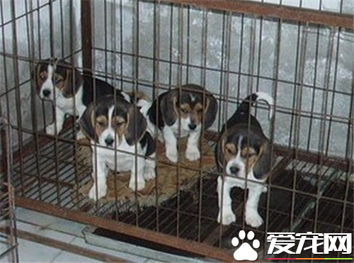比格犬哪个国家 在古希腊时代是猎兔犬的后裔