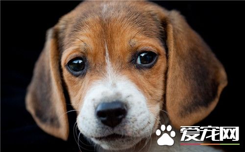 比格犬能打么 比格不打架生性善良还有点怕事