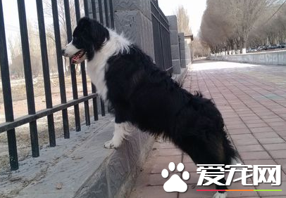 边牧跟澳洲牧羊犬区别 边牧和澳牧的区分