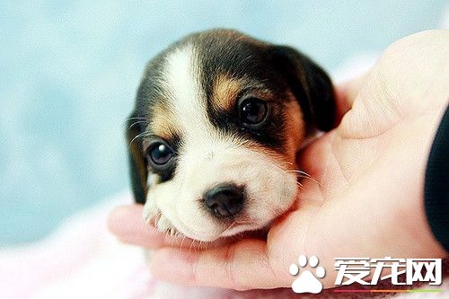 比格犬适合和孩子玩吗 正好适合有活跃的孩子