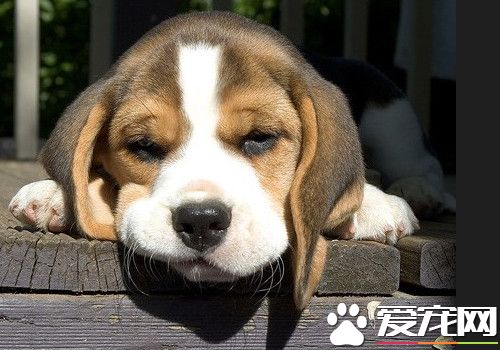 比格犬特征 比格犬天性活泼不怕生喜欢亲近人类