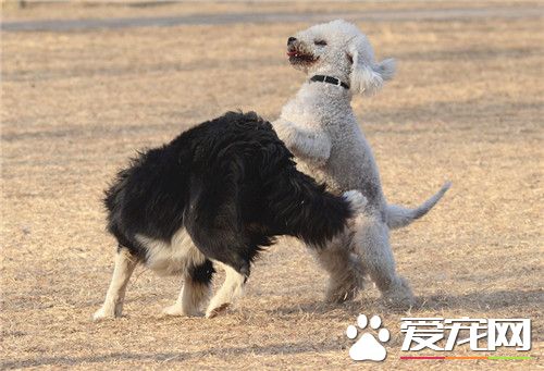 贝灵顿梗可以和京巴混养吗 两者可以一起混养