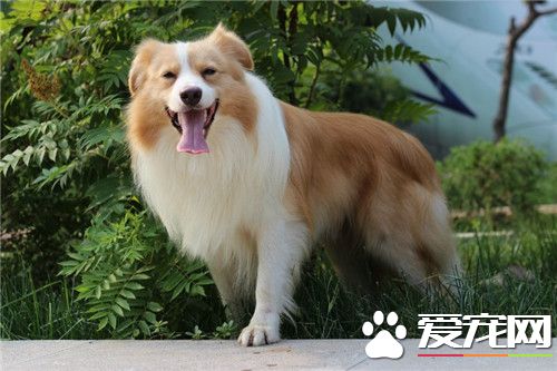 边境牧羊犬有体臭 一般体味比短毛狗的大