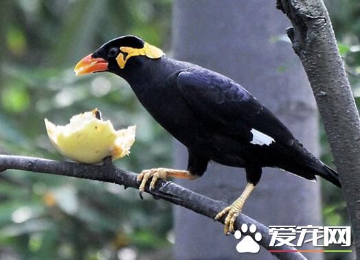 会说话的八哥多少钱一只 幼体几十到100左右