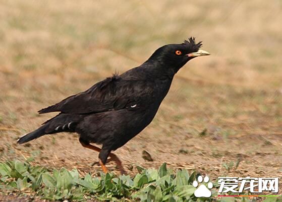 八哥会说话吗 八哥常常能模仿不同的声音