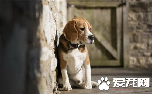 比格犬体味大吗 体味程度适中定期为狗刷牙