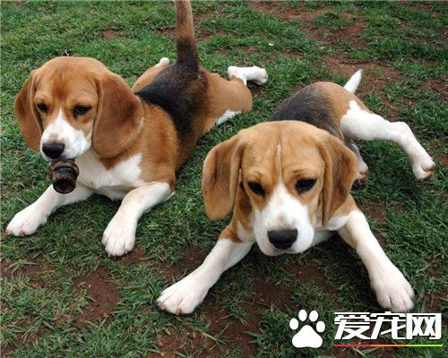 比格犬哪个国家 在古希腊时代是猎兔犬的后裔