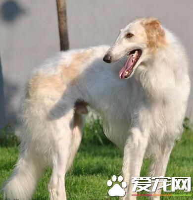 苏俄猎狼犬一般多少钱 价格是500到3500元