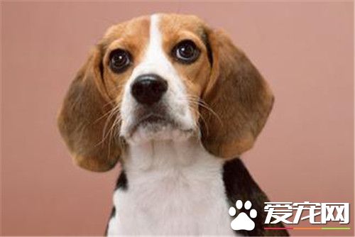 比格犬看家吗 看家能力较弱对陌生人很友善